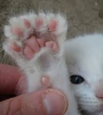 The paws are sensitive and susceptible to pain when they become overly dry and cracked. 85 Double Toes And Paw Pads Ideas What Is Cute Polydactyl Cat Paw Pads