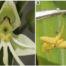 Image result for Habenaria aberrans