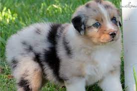 Check spelling or type a new query. Australian Shepherd Puppy For Sale Near Houston Texas Ffc5cca0 31d1