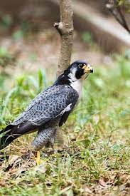 Pin On Caption And Release