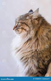 Tender Siberian Cat of Livestock in Relax Outdoor, Brown Tabby Male Stock  Image - Image of hypoallergenic, comfortable: 137883079
