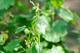 Image result for Mikania cordata