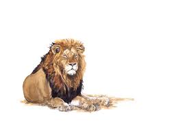The Lion Ness Of A Lion Watercolor Lion Lion Art Lion Illustration