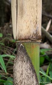 Image result for Oldeania alpina