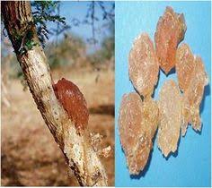 Gum arabic, also known as gum sudani, acacia gum, arabic gum, gum acacia, acacia, senegal gum, indian gum, and by other names, is a natural gum consisting of the hardened sap of two species of the acacia (sensu lato) tree, acacia senegal (now known as senegalia senegal) and vachellia (acacia). 22 Arabic Gum Ideas Gum Gum Arabic Acacia Gum