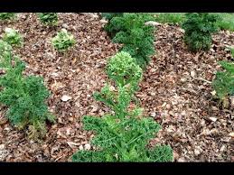 Epingle Sur Conseils Jardin