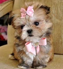 Cute Shih Tzu Puppies Cute Shihtzu Puppies Ready For New Homes Bettie E Live Com Alameda Teacup Puppies Maltese Cute Animals Maltese Puppy