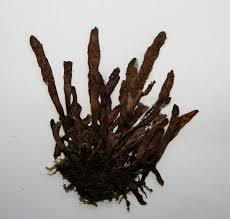 Image result for Grammitis