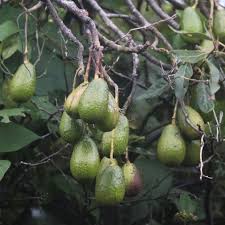 Muere un Bebé tras ser Golpeado por un Aguacate que Cayó de un Árbol en Argentina