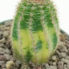 Image result for Cavacoa aurea