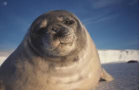 Seal 4