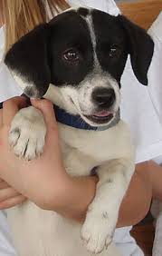 Check spelling or type a new query. Hope For Paws The Good Beginning