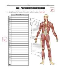The muscles labelled in the anterior muscles diagram shown above are listed in bold in the following table Quiz Skeletal Muscles Of The Body Anterior And Posterior Hs Ls1
