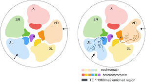For instance if we are studying cancer rates among census tracts in a given city local clusters in the rates mean that there are areas that have higher or lower rates than is. Pericentromeric Heterochromatin Is Hierarchically Organized And Spatially Contacts H3k9me2 Islands In Euchromatin