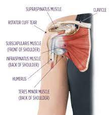 Deep to the rtc tendon insertions, blends with the capsule and supraspinatus to form part of the roof of the. Rotator Cuff Injuries Summit Orthopedics