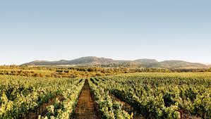 תמונה של ‪o'shaughnessy estate winery‬, ‪angwin‬: Vineyards Aileron