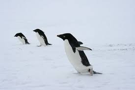 Birds That Look Like Penguins But Fly Adelie Penguins Running Looks Like They Re Getting Ready For Take Off Lol Adelie Penguin Penguins Animals