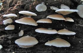 Image result for Crepidorhopalon