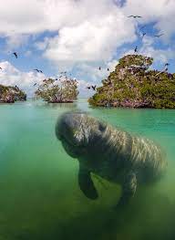 Maybe you would like to learn more about one of these? Excursiones Riviera Maya Paraisosian Ka An Punta Allen Deluxe Excursiones Riviera Maya Paraiso