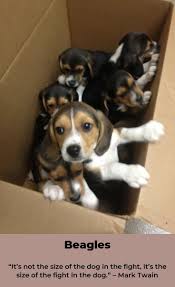 Black And Brown Beagle Puppy Roberthuddlestone With Images Cute Beagles Beagle Puppy