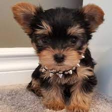 Pin On Adoption Store