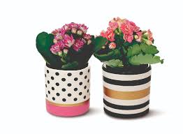 Check spelling or type a new query. Aldi Has New Orchids And Succulents Just In Time For Valentine S Day