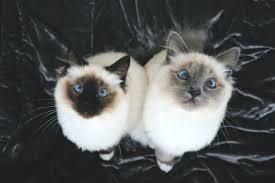 ‪6 Signs Cats are Bonded to Each Other| Pet Parenting‬‏