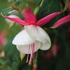 Fuchsia Beauty Queen The Largest Flowered Hardy Fuchsia Fuchsia Plant Fuchsia Flowers Fuchsia Garden
