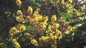 Color similar to female but smaller, fore tarsal tooth present (fig. Peltophorum Pterocarpum Trees Grow In South India Youtube