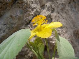 Image result for Abutilon grantii