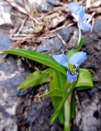 Image result for Commelina diffusa
