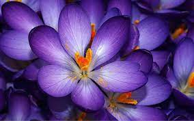 Flower jigsaw puzzles free download. Flowers Jigsaw Puzzles Free For Android Apk Download