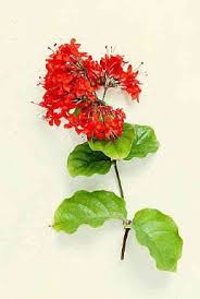 Image result for Clerodendrum splendens