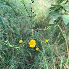 Image result for Pentanema indicum