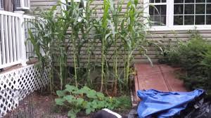 From picking the right pot to knowing how much your corn plants need to be walked, we covered everything you should know. Growing Corn In Small Space Getting Really Tall Youtube