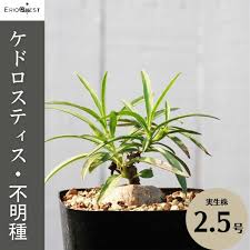 Image result for Monadenium pedunculatum