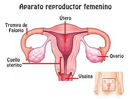 Check spelling or type a new query. Aparato Reproductor Femenino Slide Set