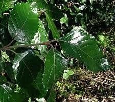 Image result for Curtisia dentata