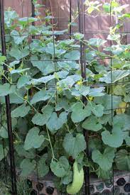 Knowing the difference in their growing tendencies can help you choose the right support structure. How To Grow Your Best Crop Of Cucumbers Ever