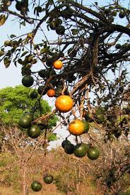 Image result for Strychnos cocculoides