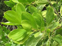 Image result for Acacia mangium