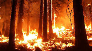 Billedresultat for skovbrande i californien