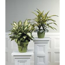 Plus, right after easter, you'll find easter candy and baskets at upwards of 80% off. Green Plants Columbus Ga Florist Flowers Plus