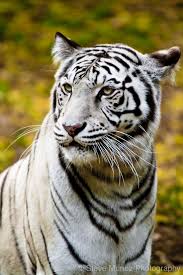 Bengal tiger (panthera tigris tigris) and siberian tiger (panthera tigris altaica) share quite many similar characteristics besides size yet they do live in altogether different habitat conditions. Weisser Bengalischer Tiger Tiger Animal White Stylefruits Inspiration Wild Tiger Big Cats Animals Beautiful