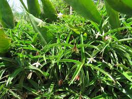 Image result for Xerophyta