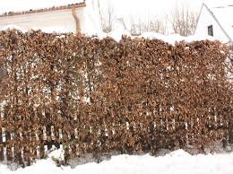 Image result for Živý plot z habru