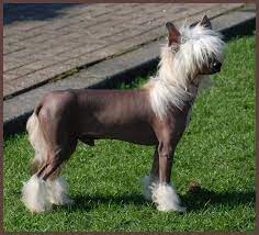 Mexicaanse Naakthond Honden Mexicaans