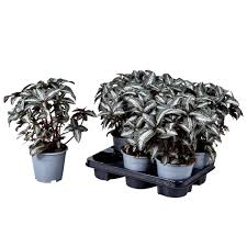 It will thrive and grow in your living room, kitchen, bedroom, or anywhere needing nature's touch! Pilea Silver Tree Florastore