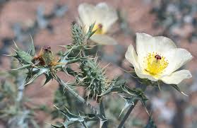 Image result for Argemone ochroleuca