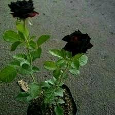 Salam saya tanam bunga ros dalam 4 jenis, semuanya jenis kampung. Jual Tanaman Hias Mawar Hitam Di Lapak Krishna Shop Bukalapak